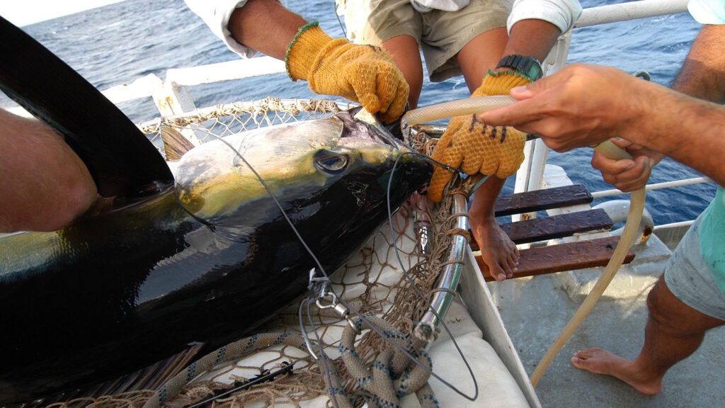Researchers tag a large tuna on a boat using gloves, nets, and monitoring equipment.