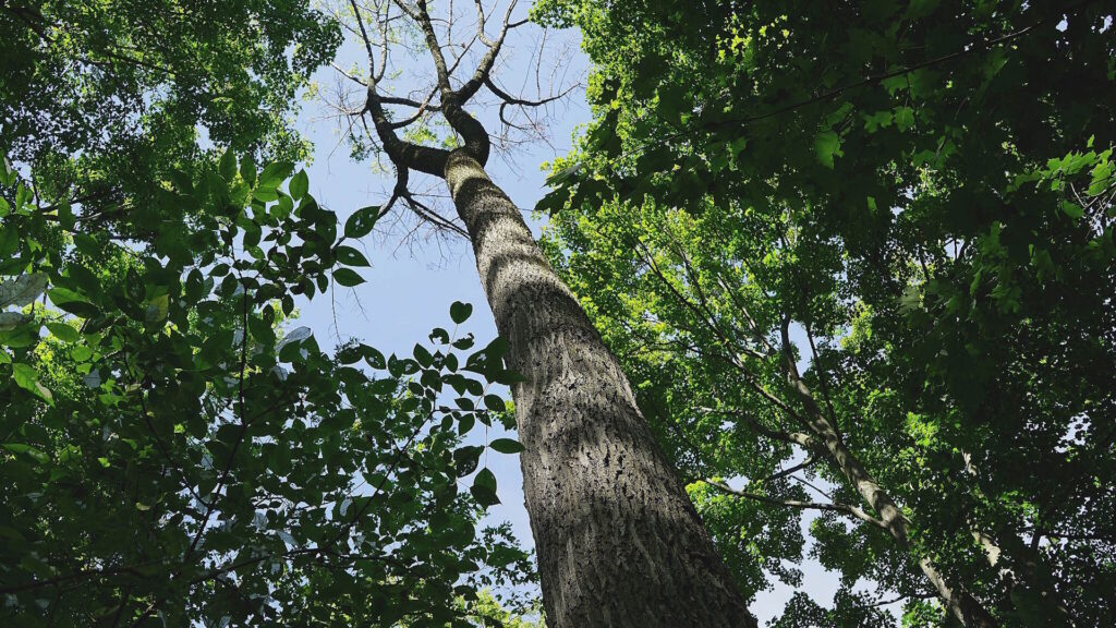 Dead and dying ash tree with sparse branches in a suburban forest.