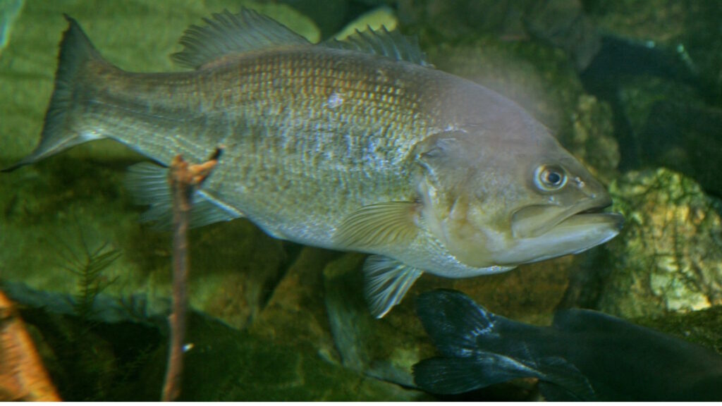 A largemouth bass with green and gray scales swims in clear water