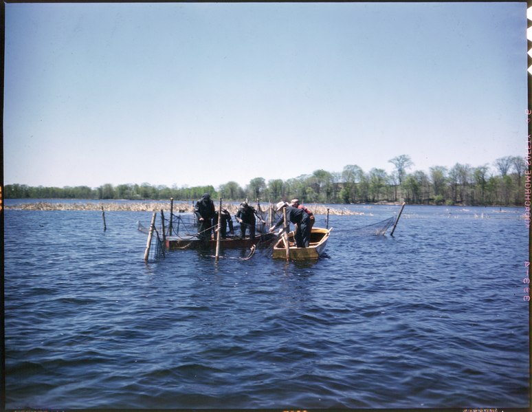 Fishermen in two wooden boats tend to a large net on a calm lake, surrounded by lush, distant trees under a clear blue sky. Activities appear focused and routine.