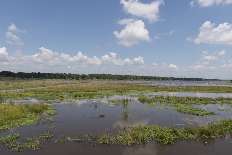 A serene wetland landscape with patches of green grass and vegetation surrounded by shallow water under a bright blue sky with fluffy white clouds.