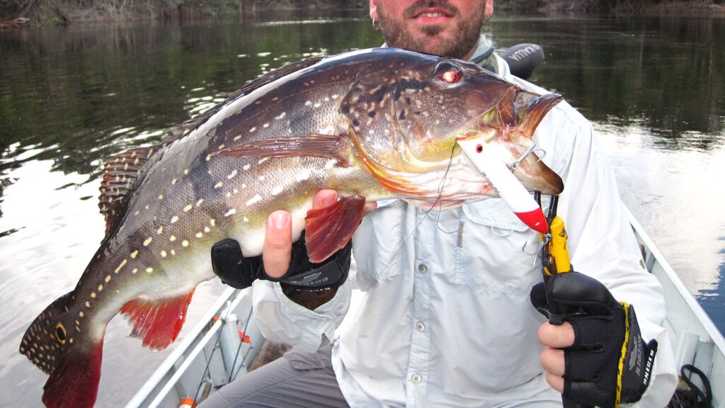 A man sitting in a small boat on a calm Amazonian river holds up a freshly caught peacock bass with a fishing lure in its mouth