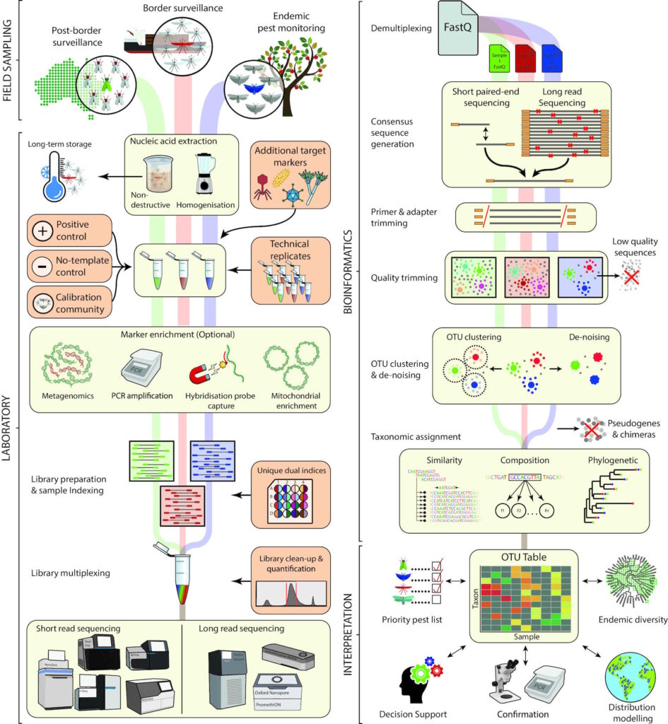 Diagram of a metabarcoding workflow for detecting insect species, showing field sampling, laboratory processes, bioinformatics, and interpretation steps including sequencing and taxonomic assignment.