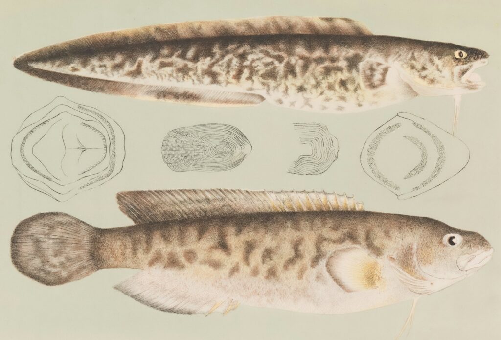 Seasonal Variations in Pike Aggression