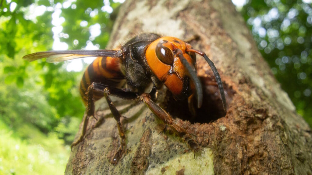 Close-up of an Asian giant hornet emerging from a tree hole.