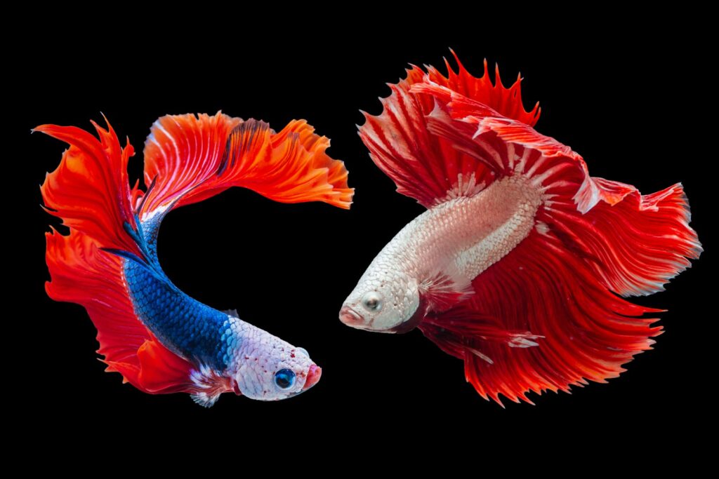 Fish Throughout the Life Cycle