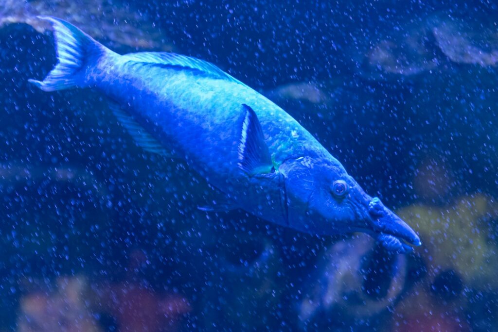 Adult Bass Behavior and Seasonal Patterns