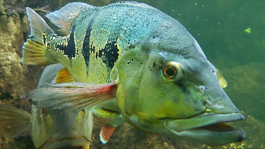 Orinoco peacock bass swimming underwater