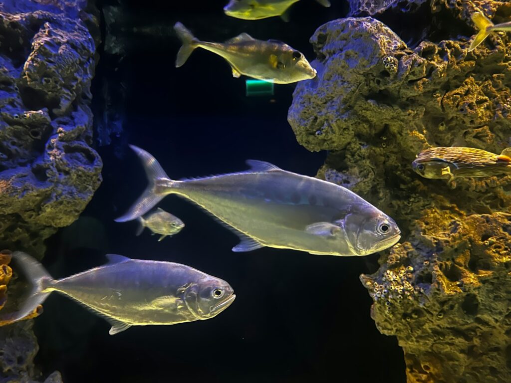 How Habitat Influences Pike Aggression