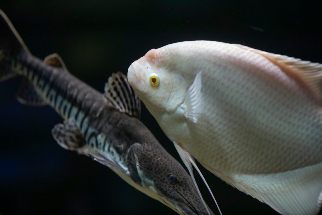 Pike Aggression Compared to Other Predatory Fish