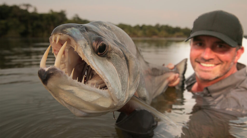 A man in water holds up a large payara fish with prominent fangs.