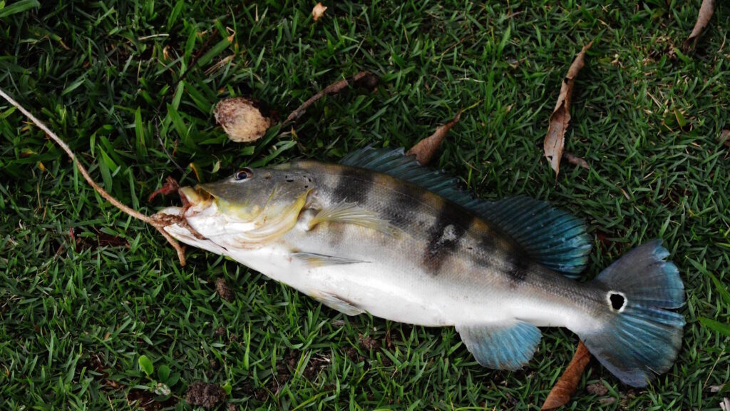 A freshly caught peacock bass lying on green grass, showing its distinctive dark vertical stripes