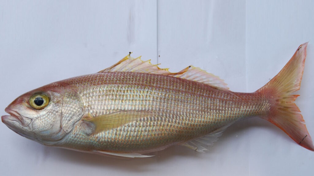 A red‑pink long‑tail snapper (onaga) with a streamlined body against a dark sea background.