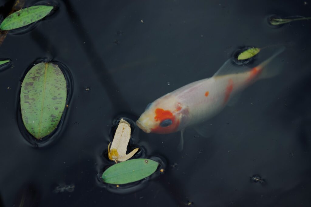 The Spawning Phase: The Beginning of Life