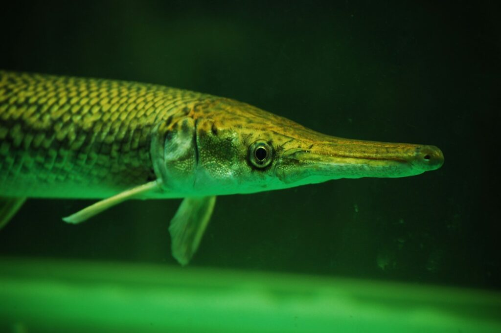 Genetic Factors Influencing Pike Aggression