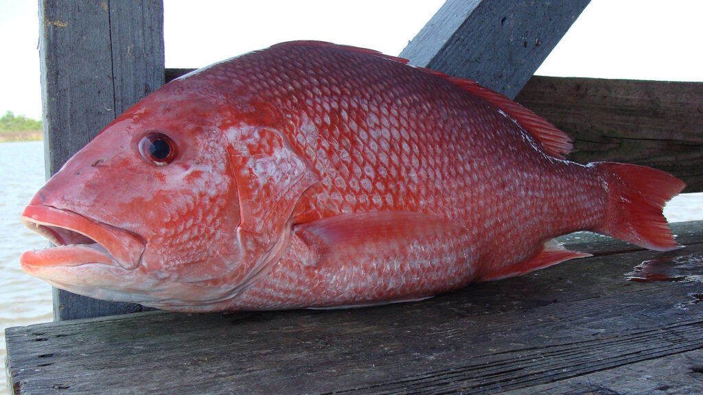 A freshly caught Red Snapper (Lutjanus campechanus) lying on a wooden dock with water in the background.