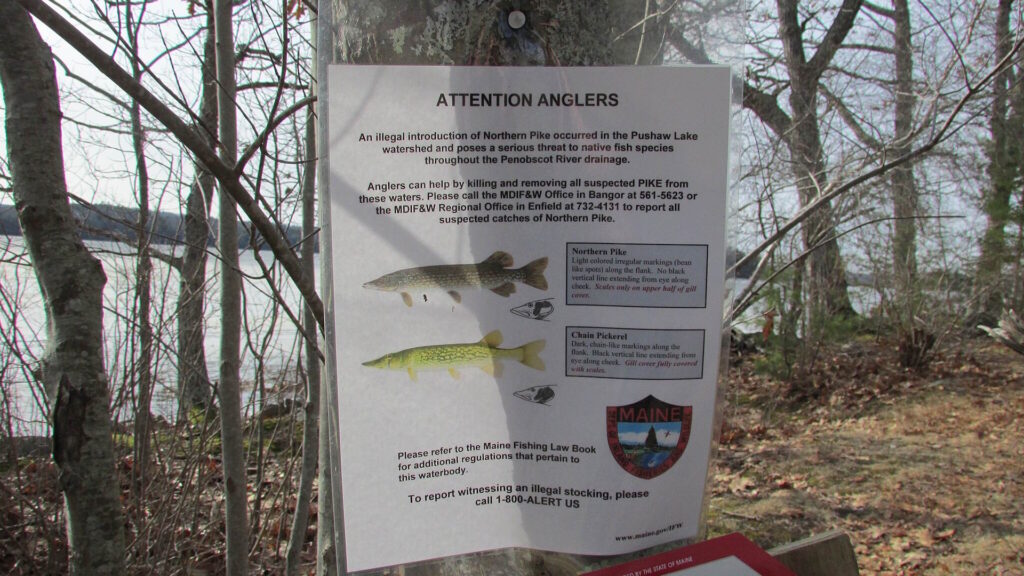 A warning sign near a lake urges anglers to report and remove invasive Northern Pike to protect native species.