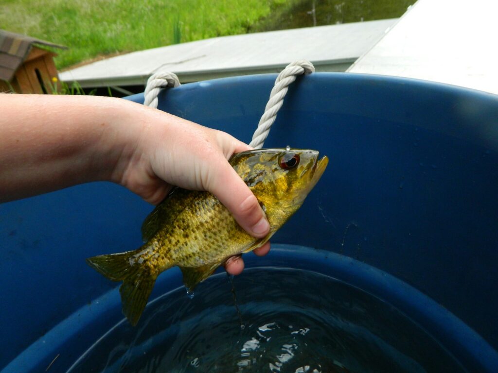 A person holding a crappie in a blue bucket.