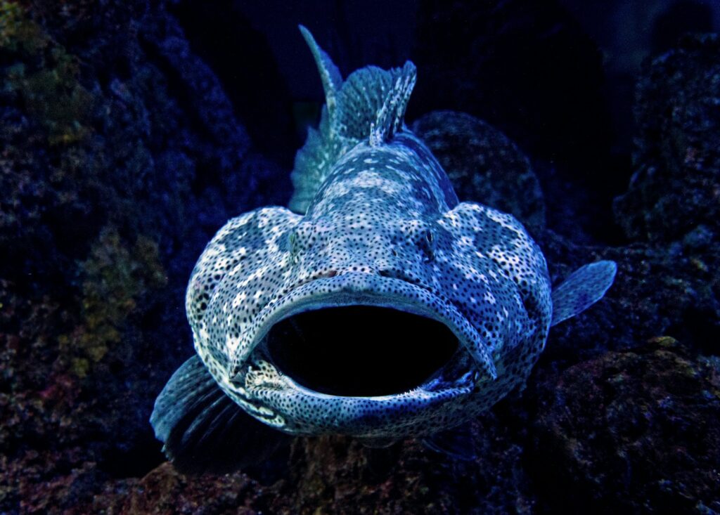 Trophy Bass: Understanding Exceptional Growth