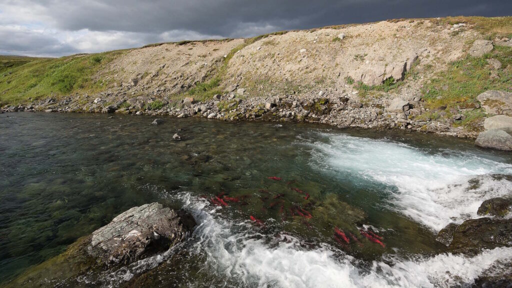 Salmon gather at the bottom of a waterfall to make their way to spawning grounds