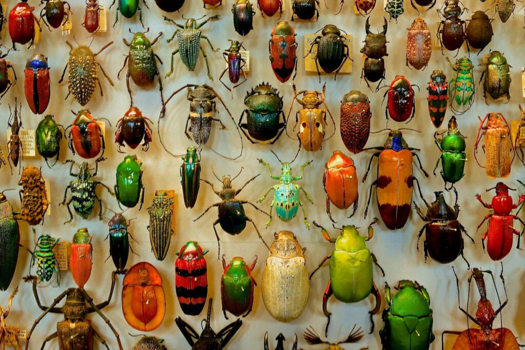 Recognize Insect Activity Patterns
