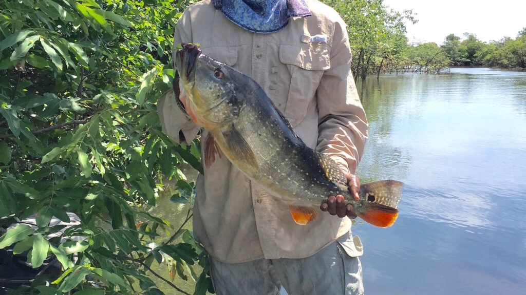An angler in a tan shirt holds a large speckled peacock bass (Cichla temensis).