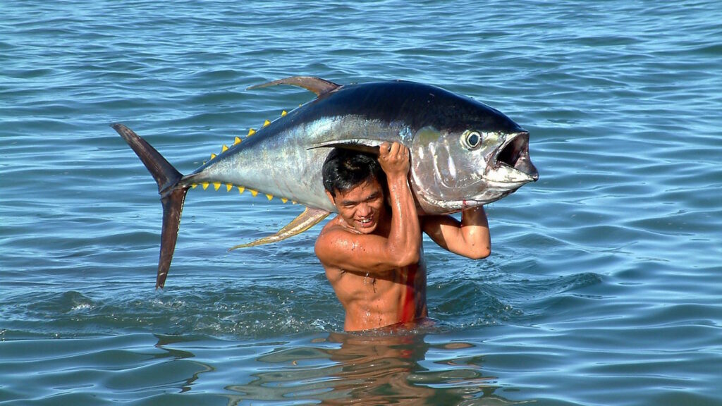 Man carrying a large tuna fish on his shoulders in the ocean.