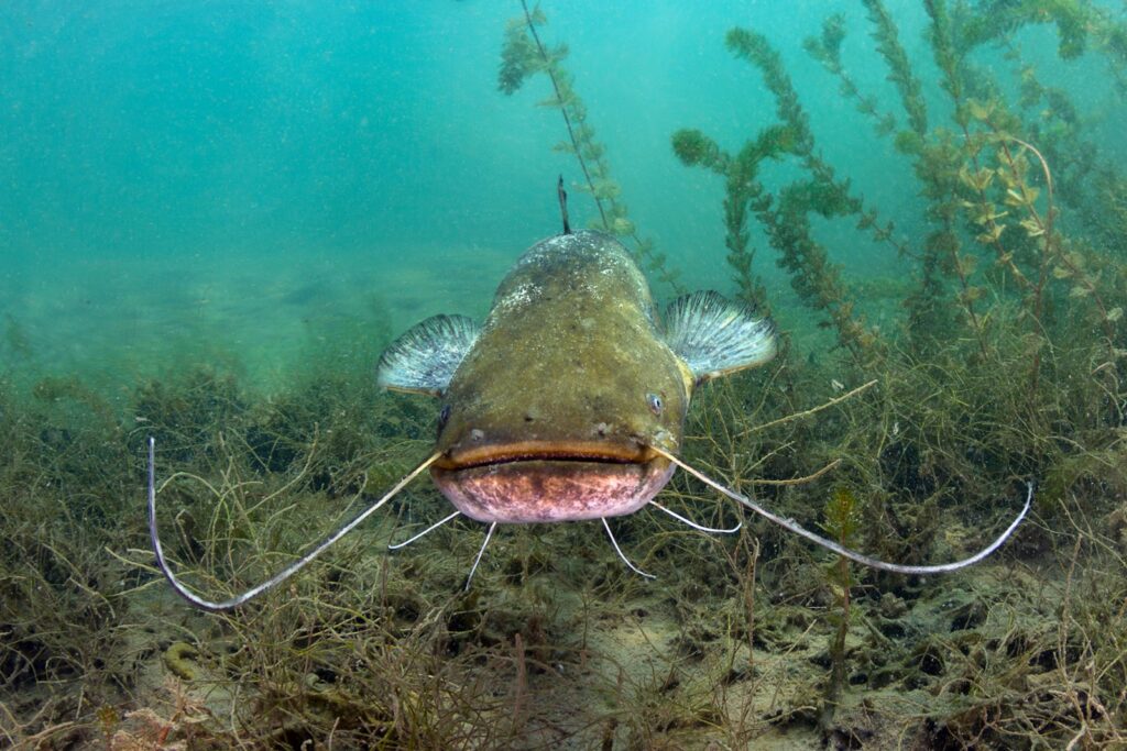 Underwater photography of catfish.