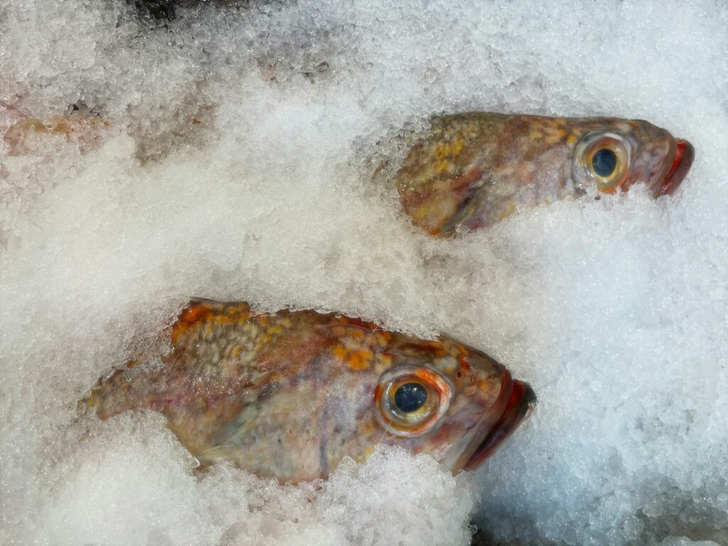 The Fry Stage: Early Survival Challenges of fish