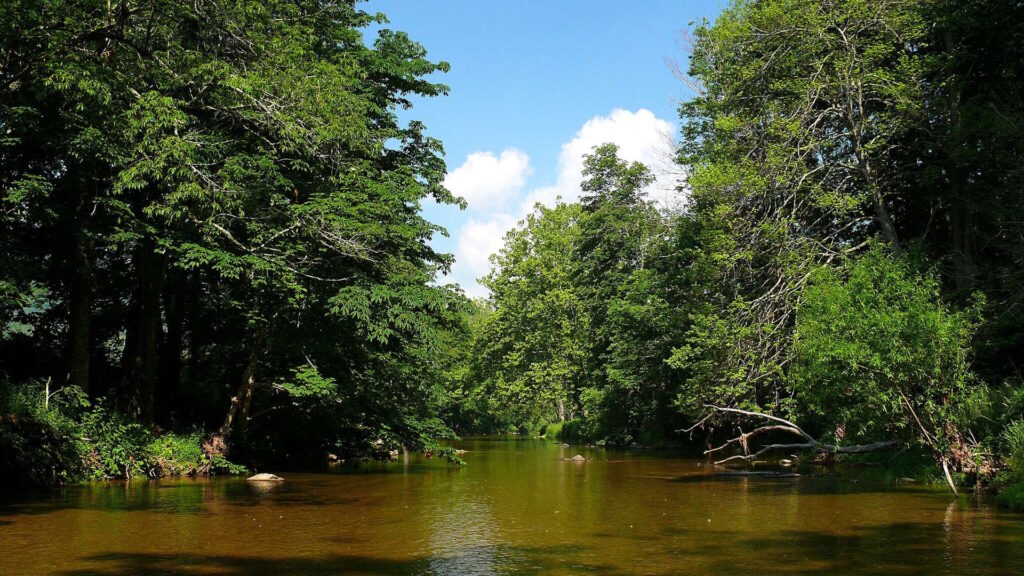 A serene river flows through a forested landscape under a bright blue sky, surrounded by lush green trees.