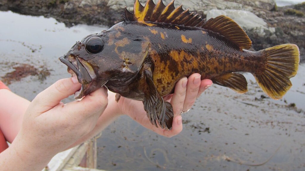Person holding a black-and-yellow rockfish with spiny dorsal fins near a rocky shoreline.