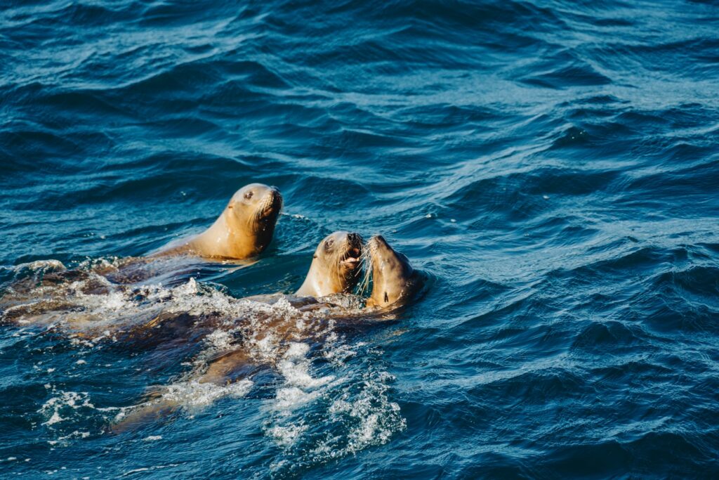Understanding and Respecting Marine Wildlife