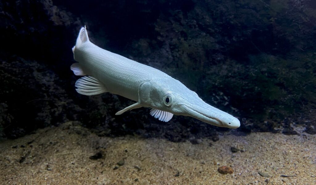 A long, white fish swims underwater.