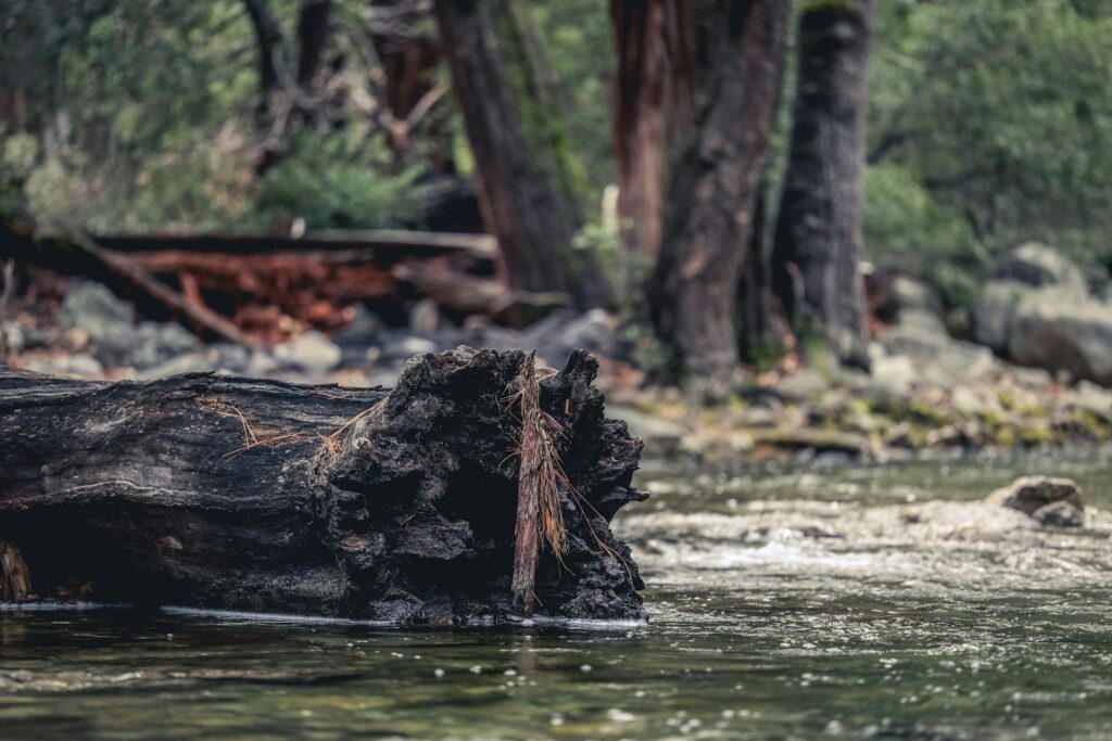 a large log in the middle of a river