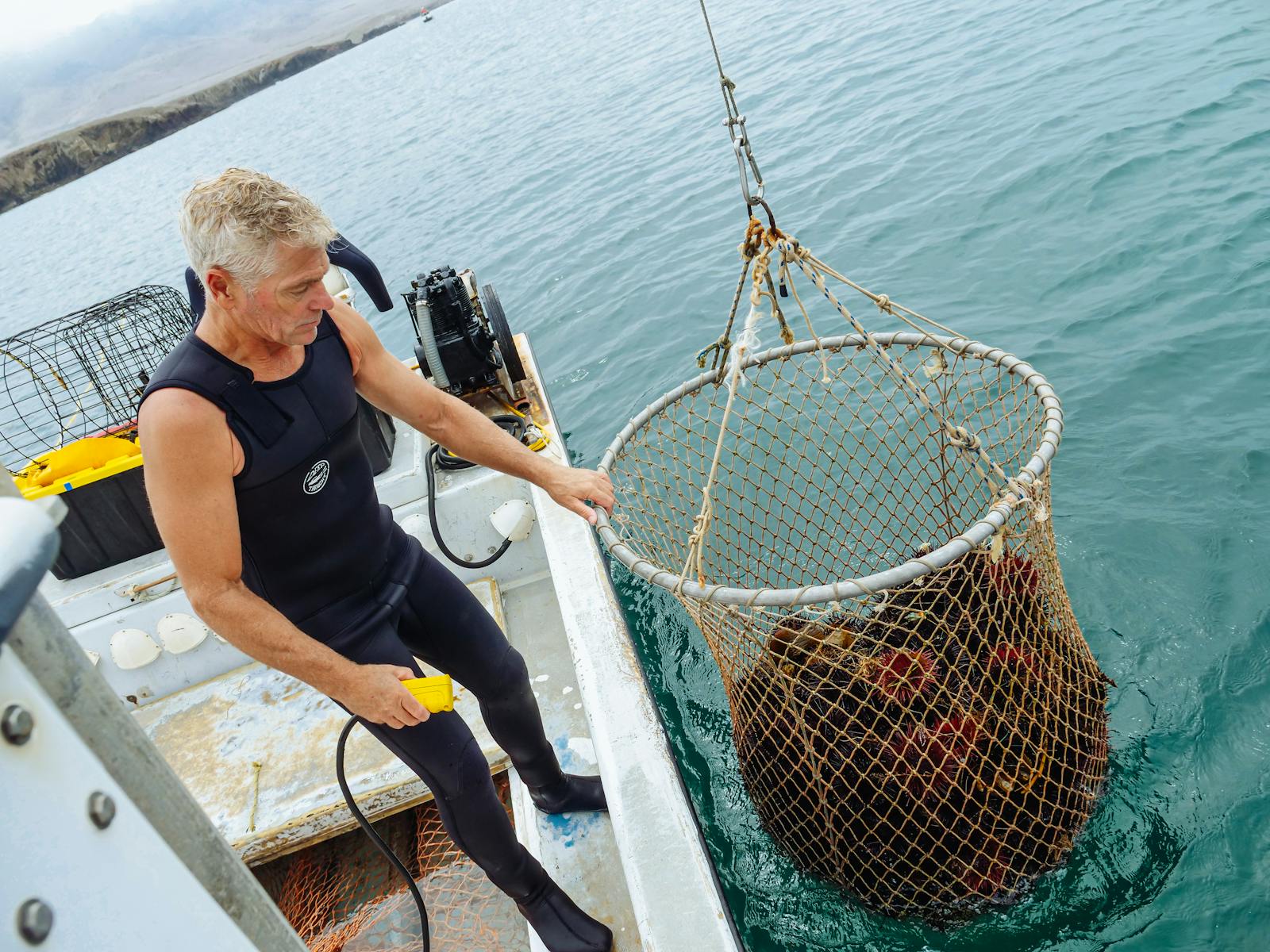 A fisherman in a wetsuit retrieves a catch from the sea, showcasing marine life and industry.