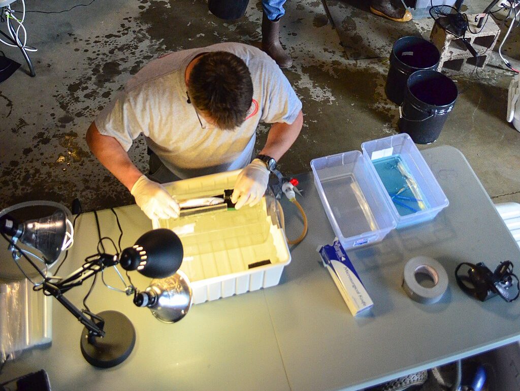 Ecologists for the U.S. Army Corps of Engineers Sacramento District begin tagging 50 steelhead trout and 200 late-fall Chinook salmon smelt during a fish tagging program at the Coleman National Fish Hatchery in Anderson, Calif., on March 25, 2013.