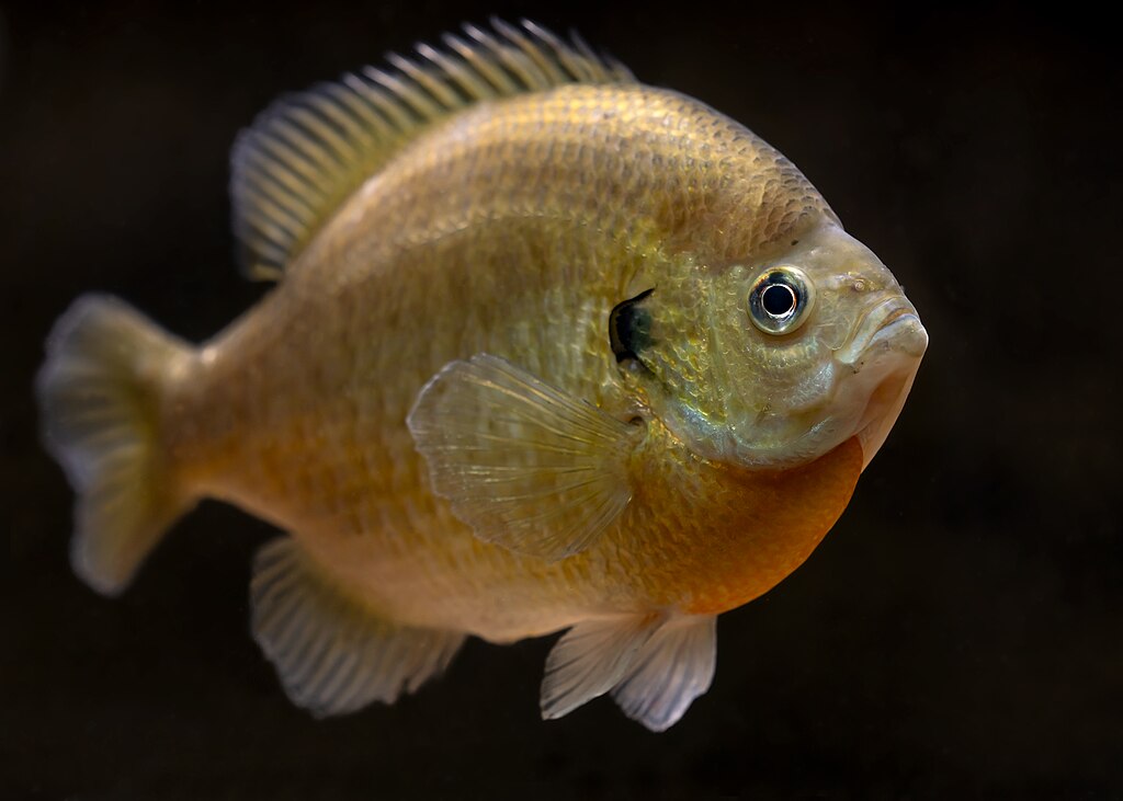 Bluegill photographed at Gavins Point National Fish Hatchery in Yankton, SD.