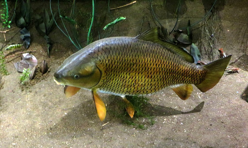 Buffalo Fish: The Freshwater Giants