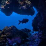 Silhouette of a fish swimming near vibrant coral formations in a cave-like environment. The scene is illuminated by a deep blue ocean background.