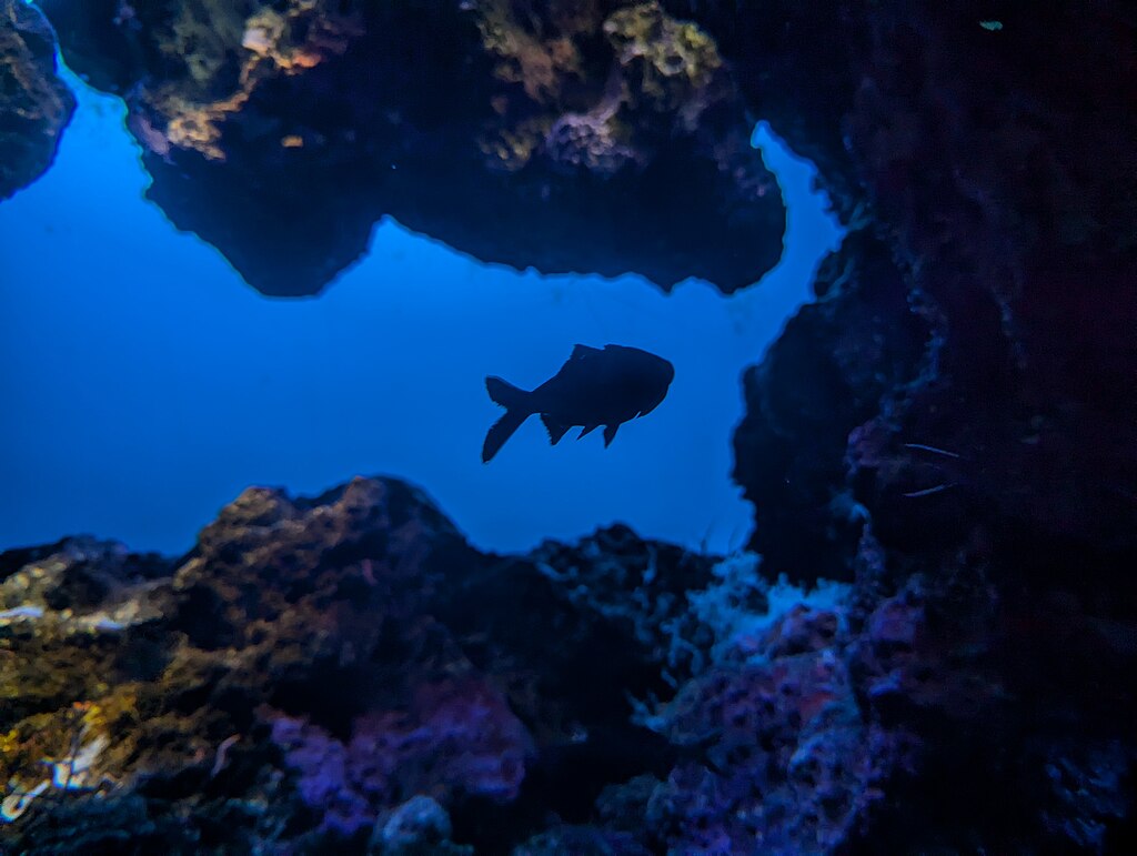 Silhouette of a fish swimming near vibrant coral formations in a cave-like environment. The scene is illuminated by a deep blue ocean background.