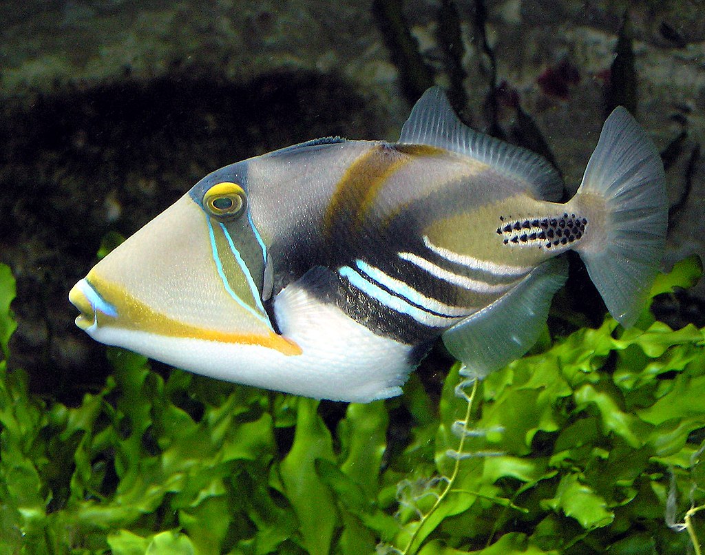 Picasso triggerfish (Rhinecanthus aculeatus) at Bristol Zoo, Bristol, England.