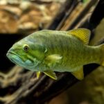 Native fish of Indiana.