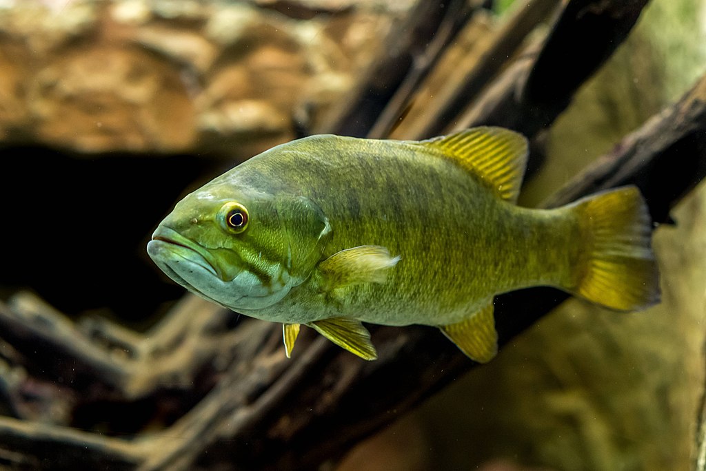 Native fish of Indiana.