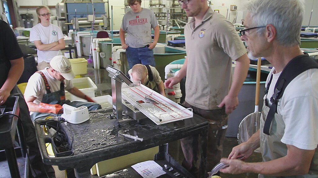 Staff and volunteers at Gavins Point National Fish Hatchery record scientific information about pallid sturgeon fingerlings during a fish tagging program, and tag the fish to help identify the individuals (2016-2018).