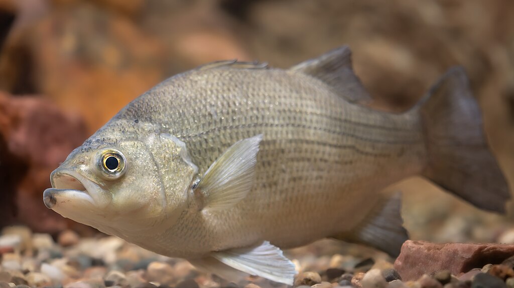 A silvery fish with textured scales and a rounded body swims over pebbles in a tank. Its eye is large and bright, creating a serene underwater scene.