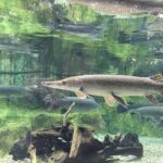 What Makes Northern Pike So Aggressive?