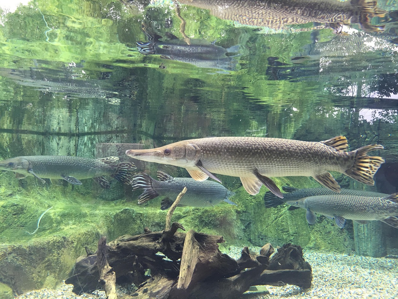 What Makes Northern Pike So Aggressive?