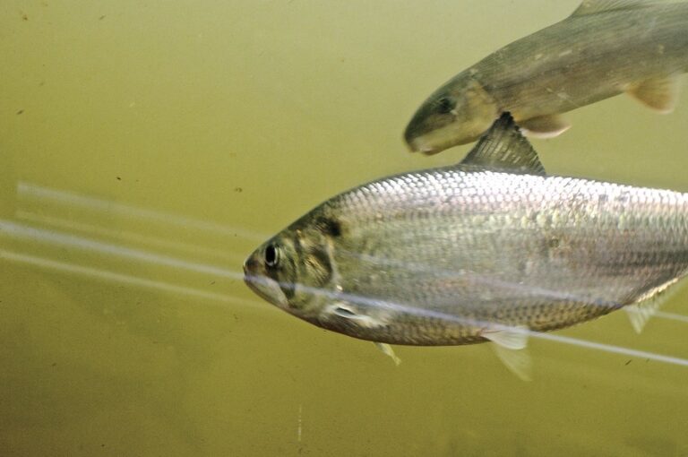 How Climate Change Is Affecting Fish Migration Patterns - Fishing ...