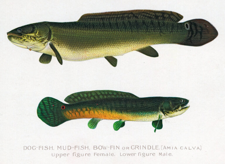 Bowfin Basics: An Ancient Fish You Might Be Overlooking - Fishing ...