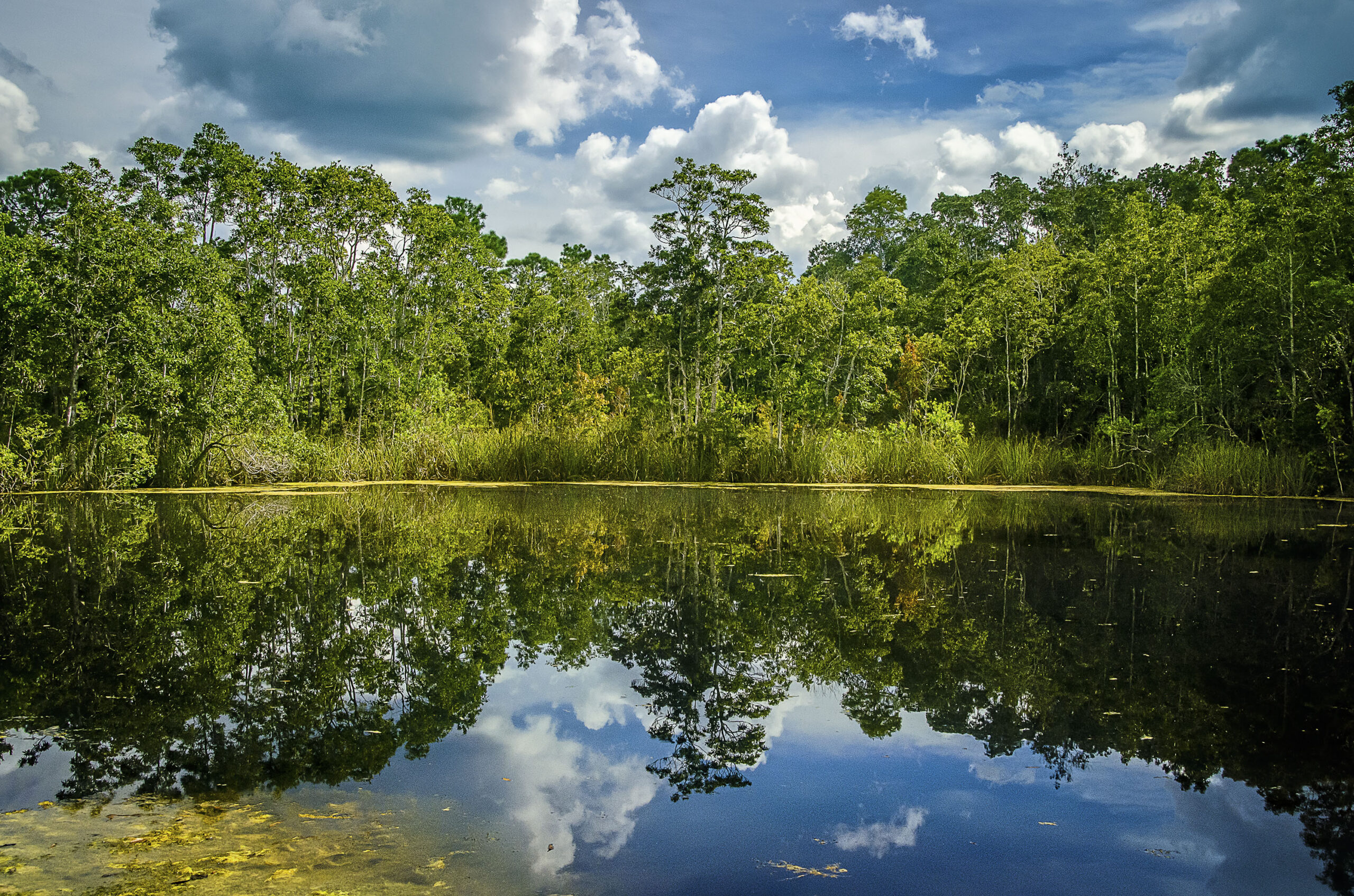 Tranquil scene of a forest reflected in a still lake under a sky filled with fluffy clouds. The vibrant greenery and calm water create a peaceful atmosphere.